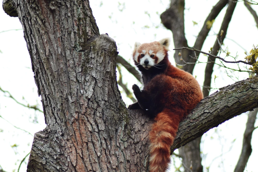 Panda rosso