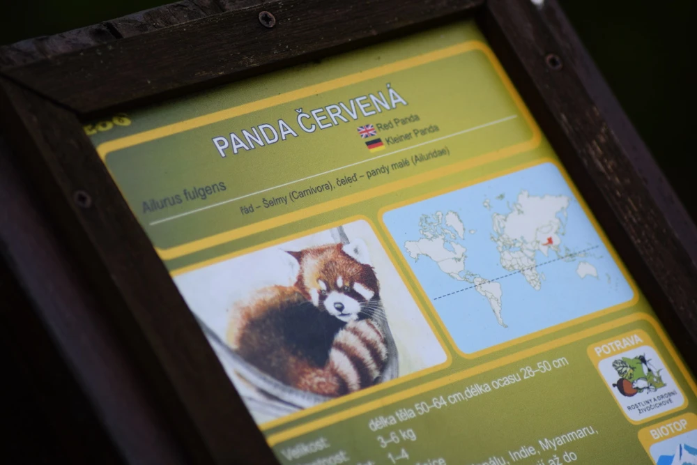 Panda rosso allo Zoo di Brno