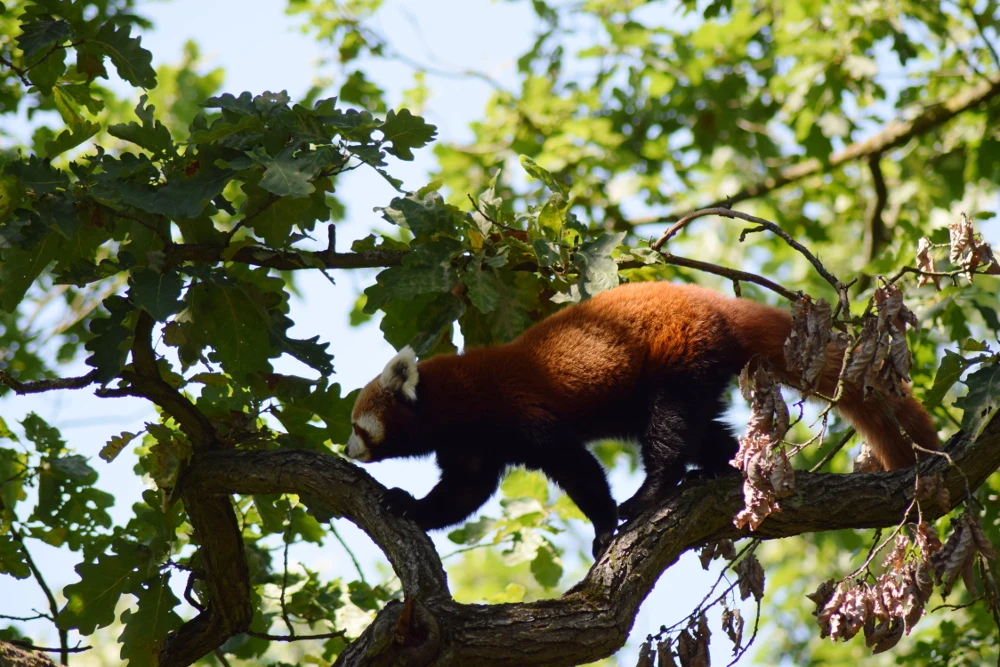 Giornata dei genitori adottivi allo Zoo di Brno