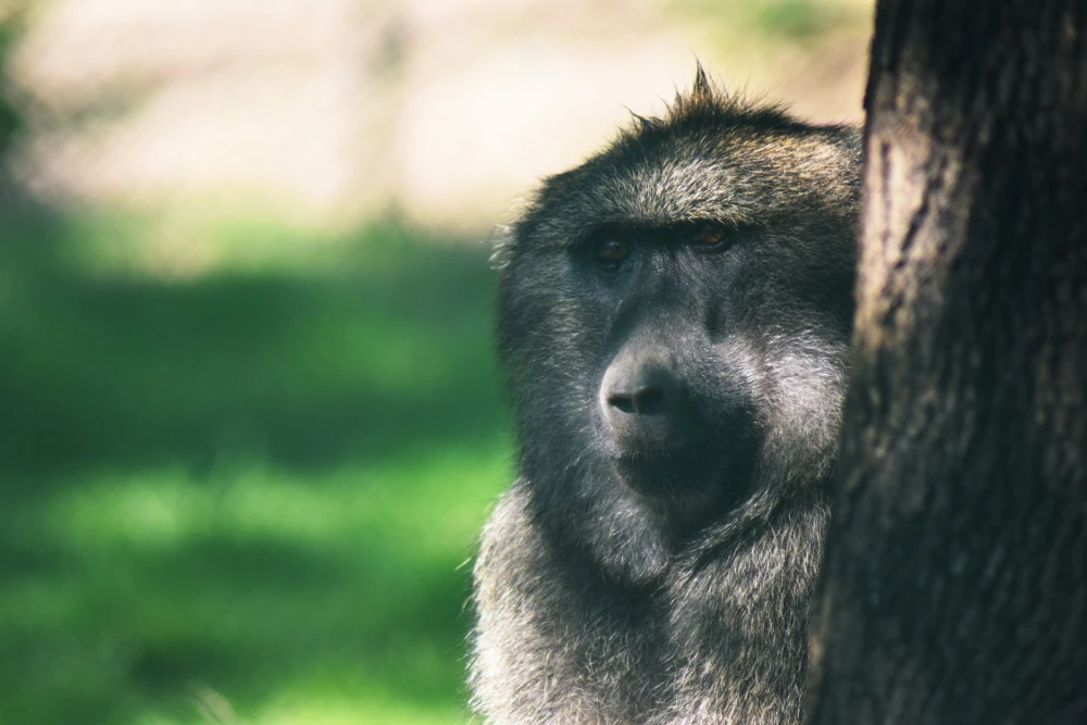 Giornata dei genitori adottivi allo Zoo di Brno