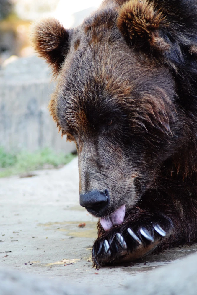 Giornata dei genitori adottivi allo Zoo di Brno
