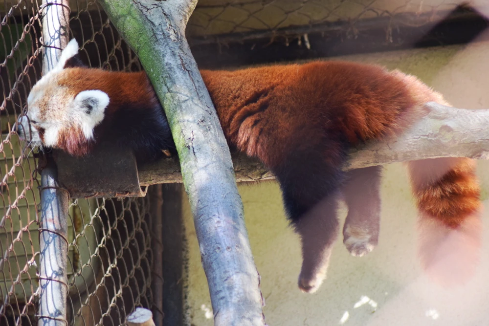 Giornata dei genitori adottivi allo Zoo di Brno