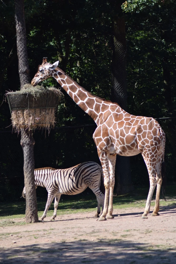 Giornata dei genitori adottivi allo Zoo di Brno