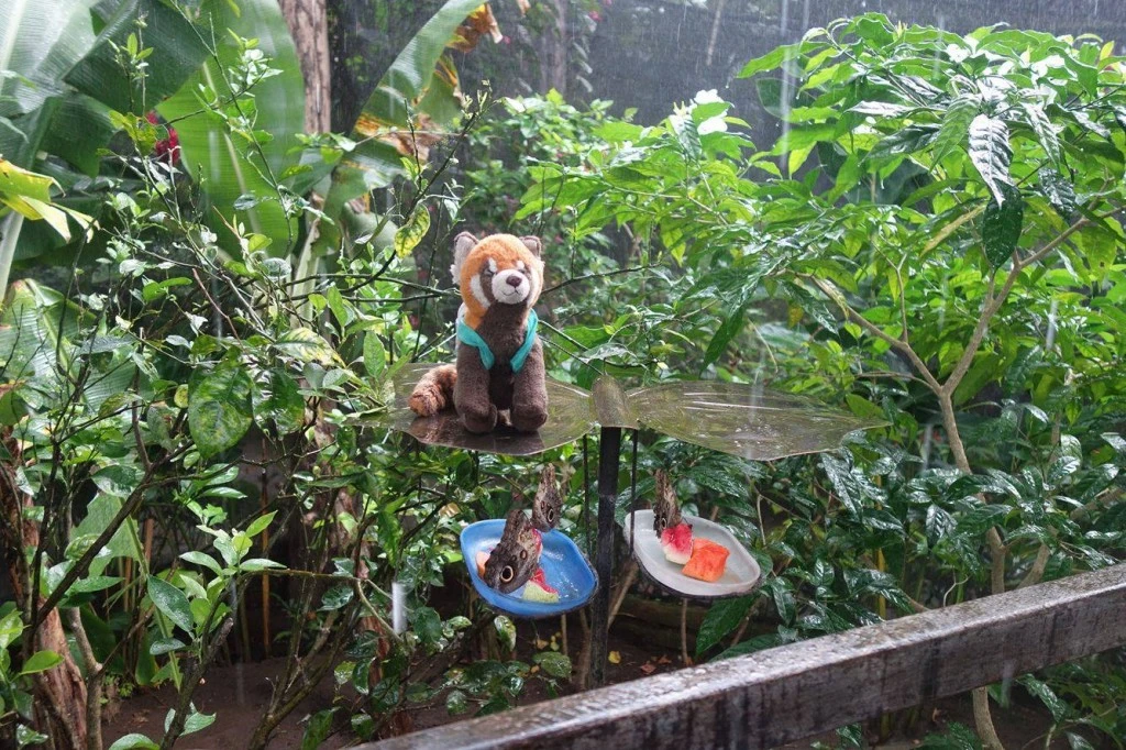 panda sui monopattini
