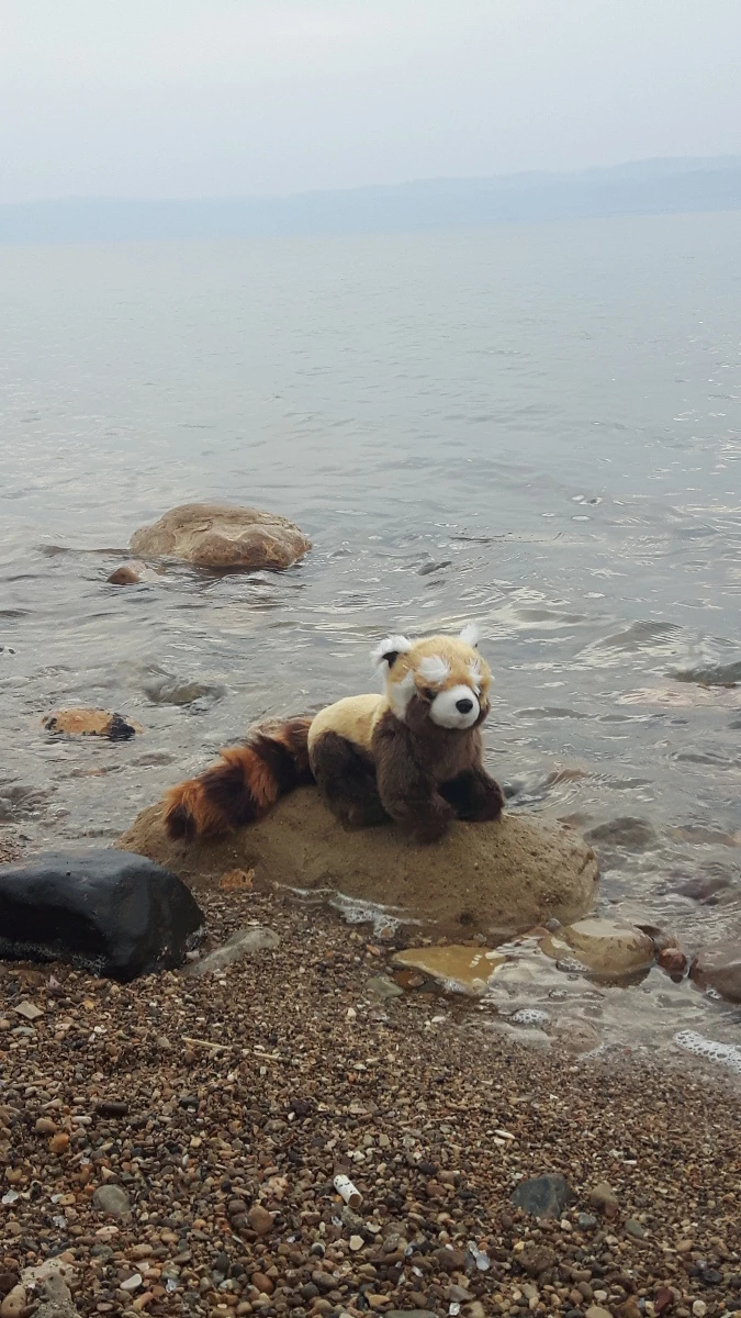 Panda in Giordania