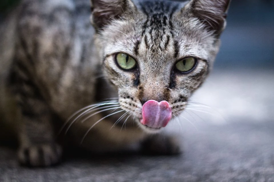 animale selvatico