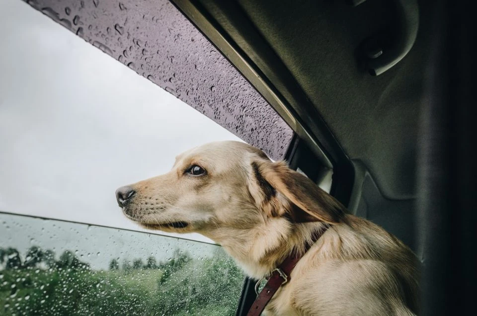 Cane in auto