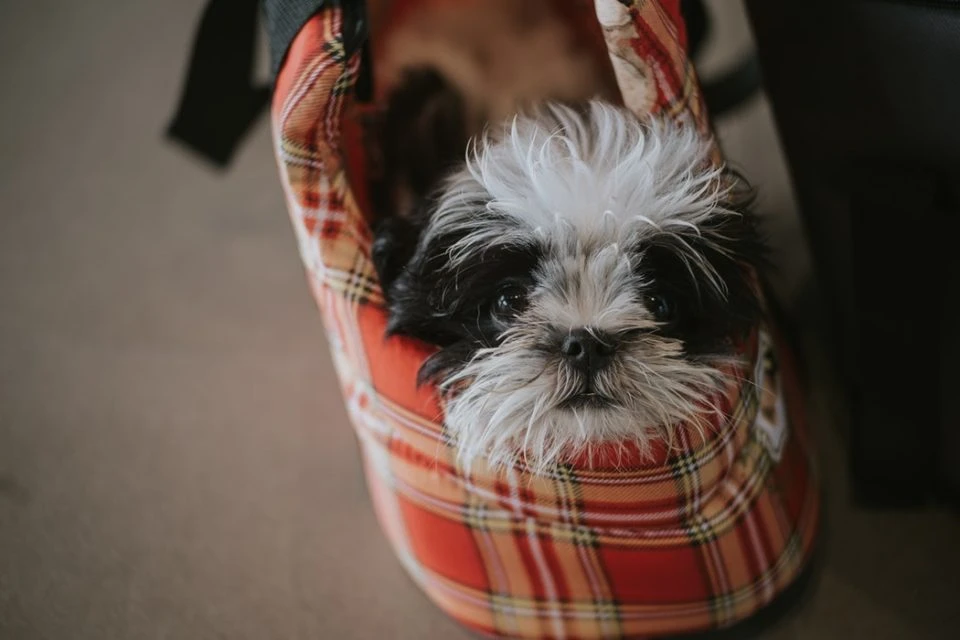 Cane in borsa