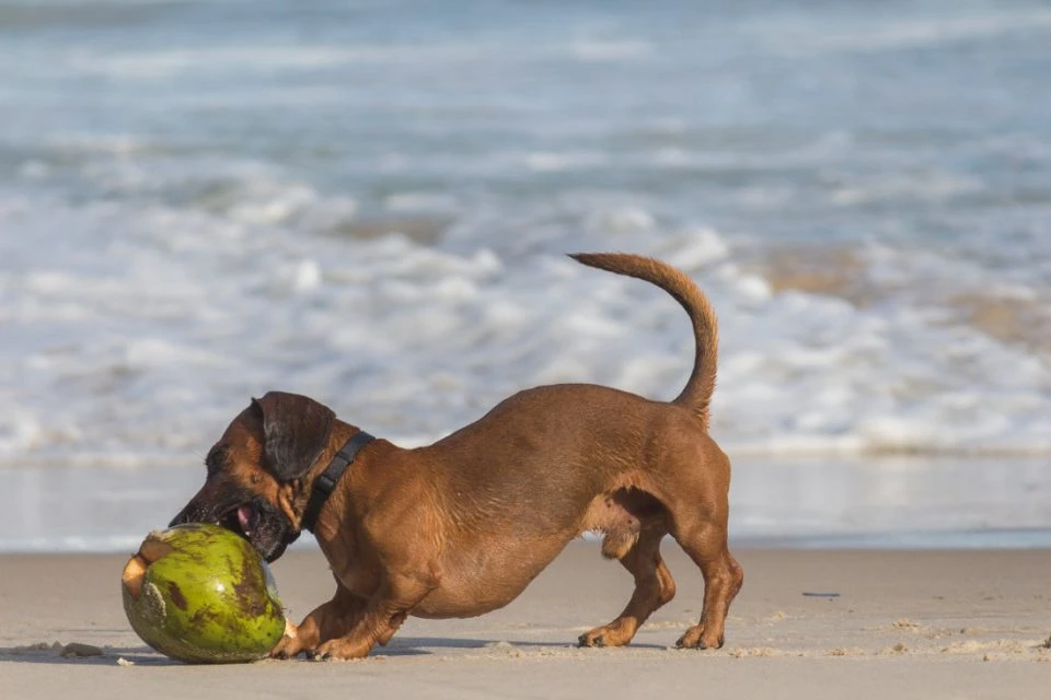 Vacanza con il cane