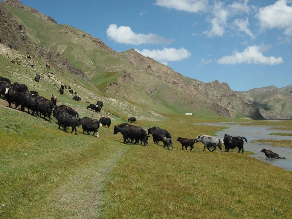 Kirghizistan - mandria di yak
