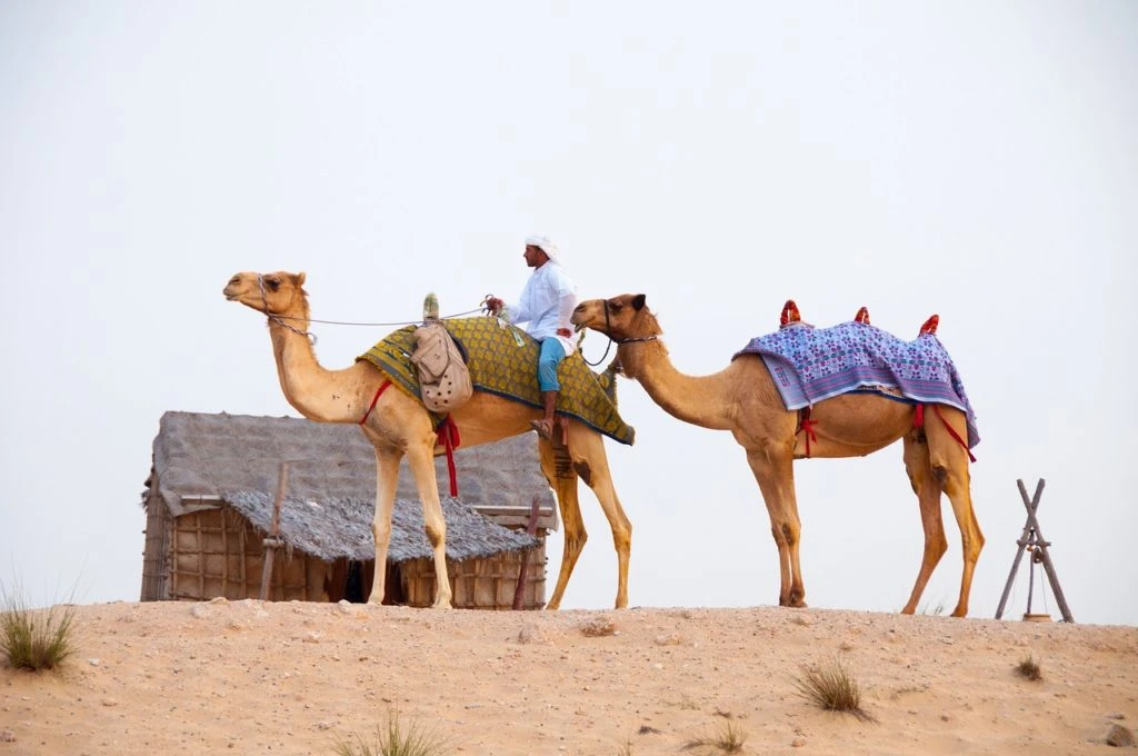 cammellata nel deserto